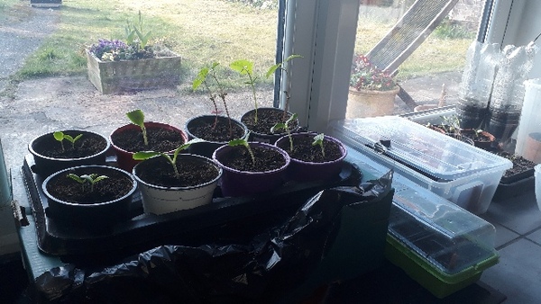 Allotment/Veg Patch Thread 15 - will winter ever end?