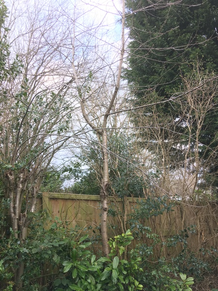 Help - how do I get this tree back into shape?