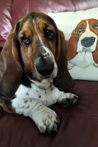 To want to show you my beautiful doggo