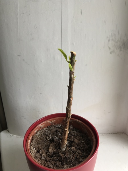 Thread for really fucking ugly houseplants