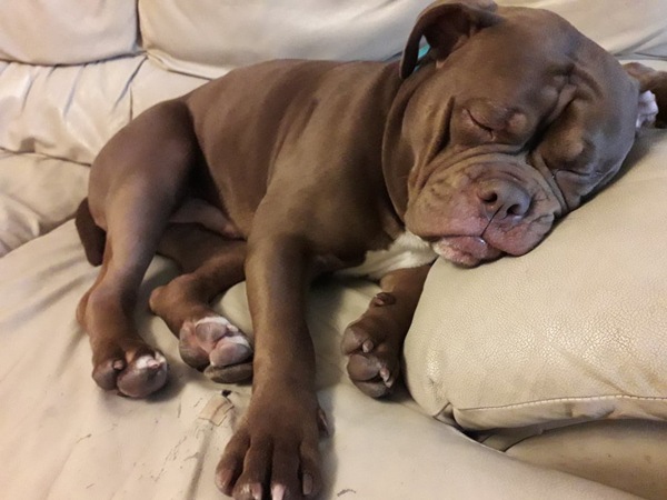 To want to show you my beautiful doggo