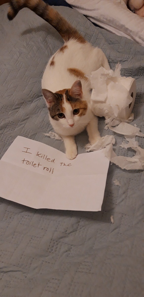 Show your cat photos