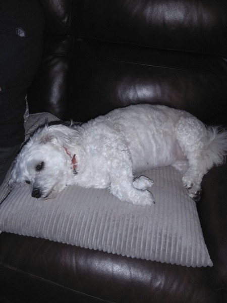 Photos of your dogs to cheer us all up!