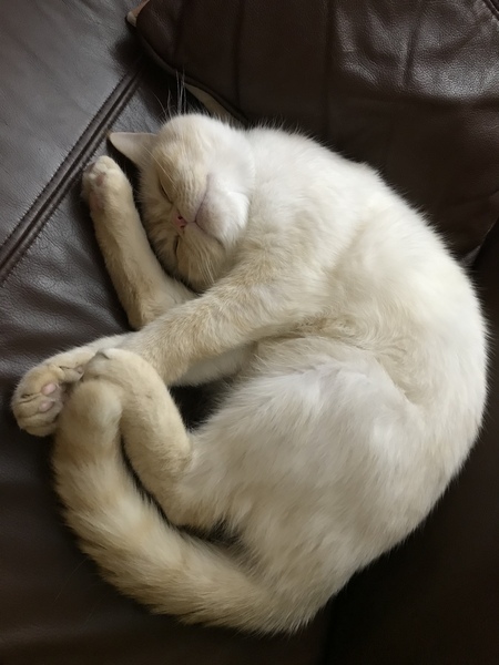 What is your cat called?