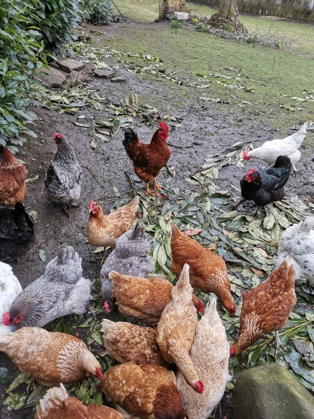 School hatching chicks