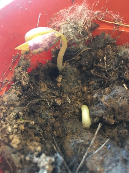 2020 new Gardeners’  thread