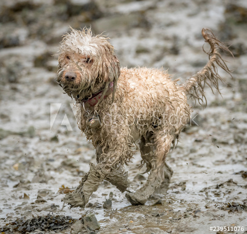 Grooming - no shampoo