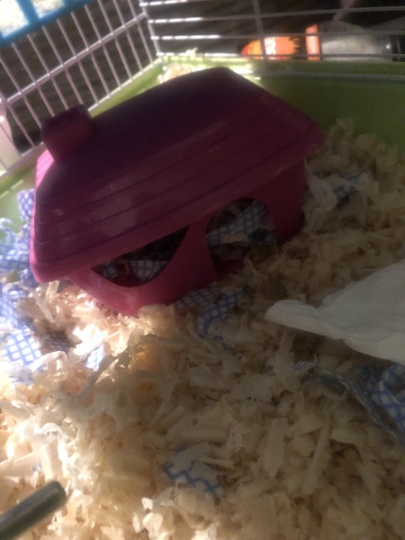 New hamster