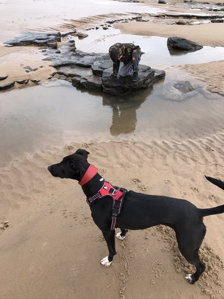 Can anyone id this dog breed?