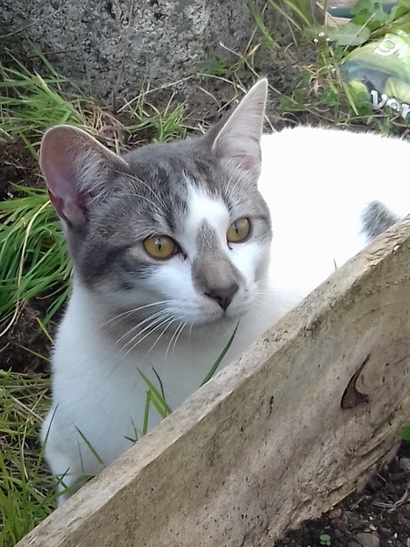 Please could you all post photos of your cats and dogs?