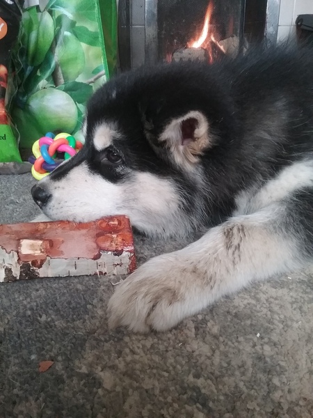 Photos of your dogs to cheer us all up!