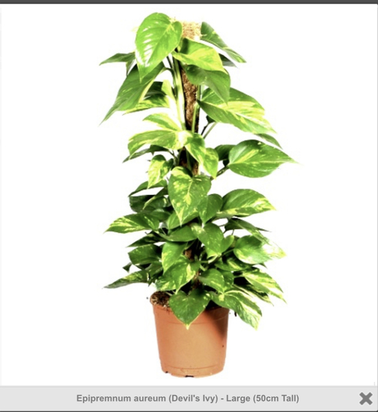 Large plant for a cold, light bathroom