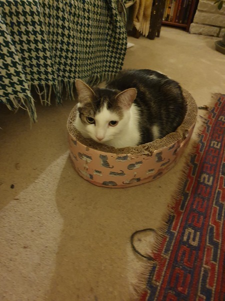 What's your DCat up to today? (Thread 7!)