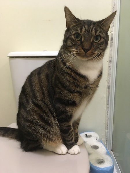 What is your cat called?