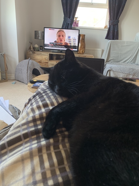Working from home cats