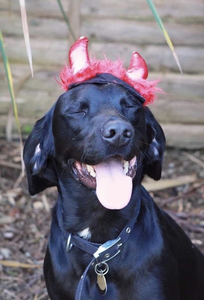 To want to show you my beautiful doggo