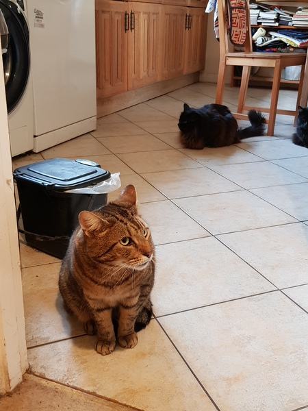 Thug Cat part 2. What, has this thing appeared again tonight?