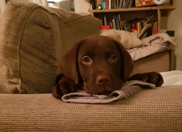 Anxiety about puppy-is it normal?