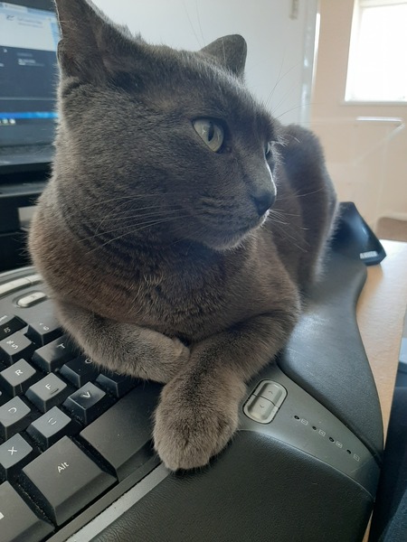 Working from home cats