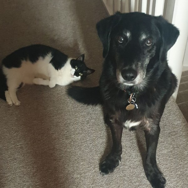 Please could you all post photos of your cats and dogs?