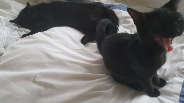 The 'Positive Mental Health' Corona virus thread Part III