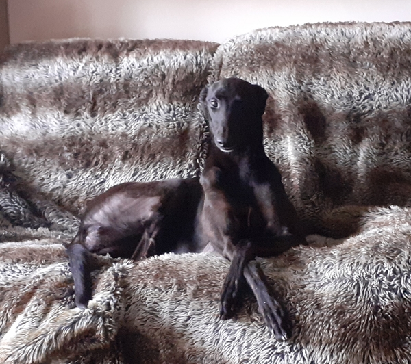 Photos of your dogs to cheer us all up!
