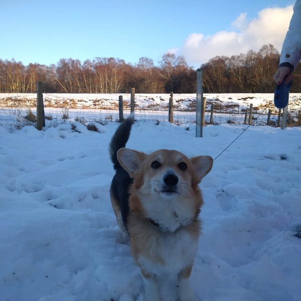 Photos of your dogs to cheer us all up!