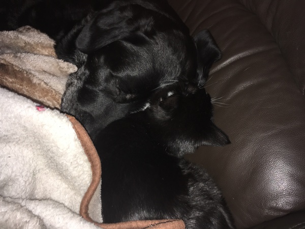 Please could you all post photos of your cats and dogs?