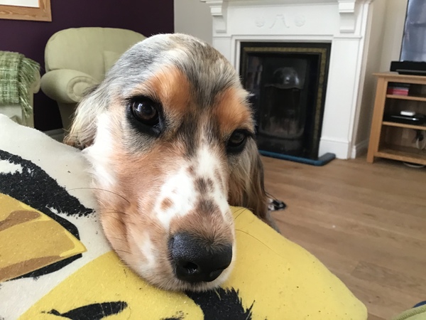 To want to show you my beautiful doggo