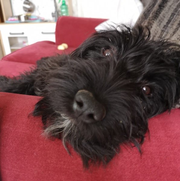 Photos of your dogs to cheer us all up!