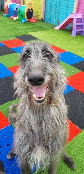 To want to show you my beautiful doggo
