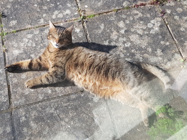 Thug Cat part 2. What, has this thing appeared again tonight?