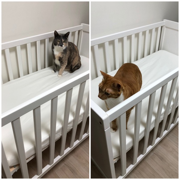 Due June 2020: Thread 4