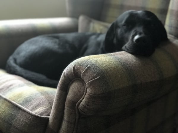 Chased Out Of Dog Park