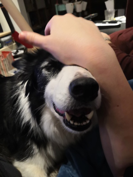 To want to show you my beautiful doggo