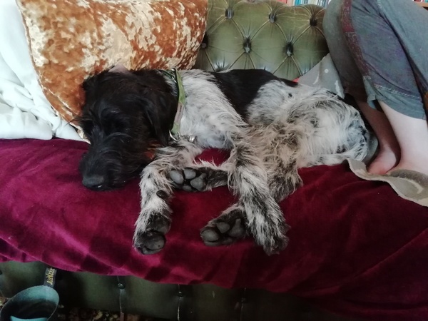 Anyone else feel like a horrible dog owner right now?