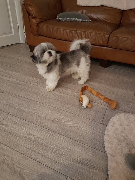 Photos of your dogs to cheer us all up!