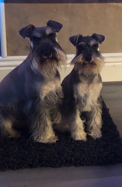 Photos of your dogs to cheer us all up!