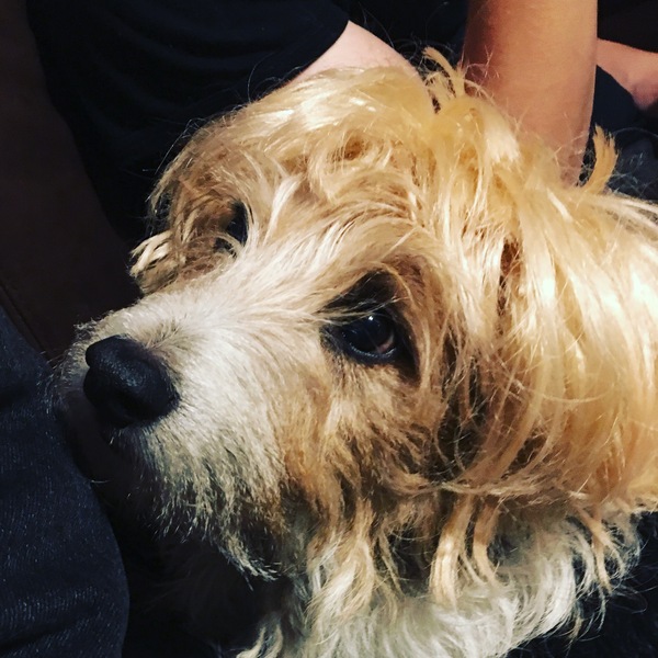 Photos of your dogs to cheer us all up!