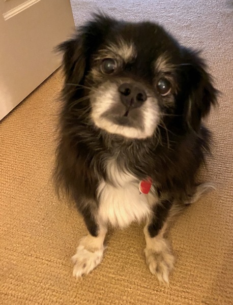 Photos of your dogs to cheer us all up!