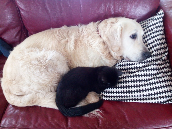 Please could you all post photos of your cats and dogs?