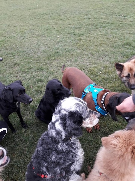 My 16 month old dog attacked another dog