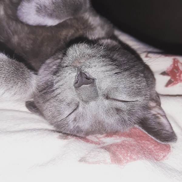 Cat in bed