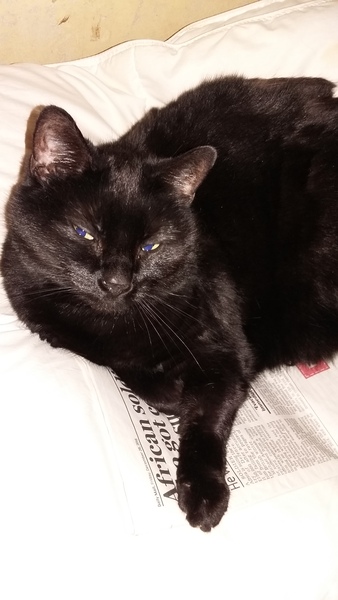 Please could you all post photos of your cats and dogs?