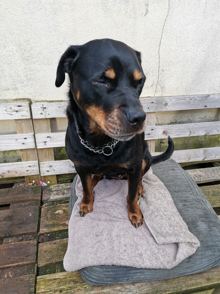 12 year old dog is restricting our lives