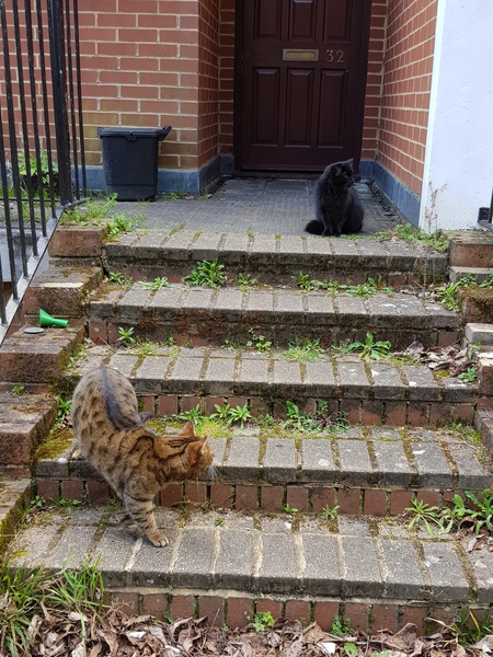 Thug Cat part 2. What, has this thing appeared again tonight?