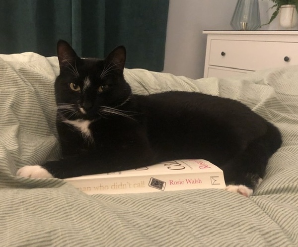 To ask how much you feed your cat