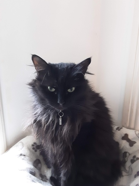 Positive thinking, cat photos etc