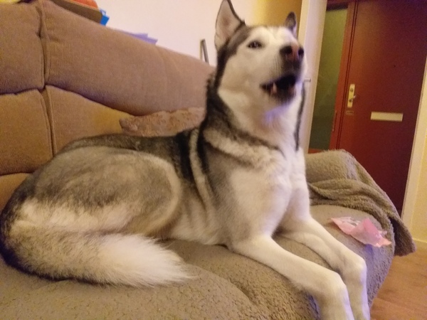 Please could you all post photos of your cats and dogs?
