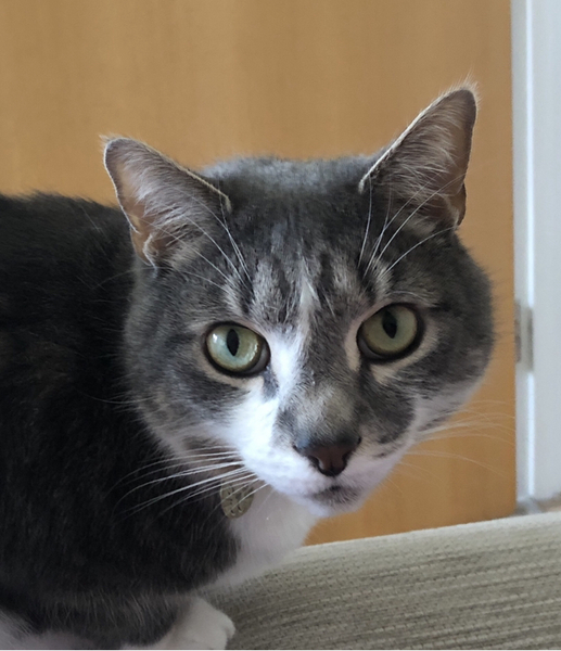 ‘Insulting’ much loved pets abusive?